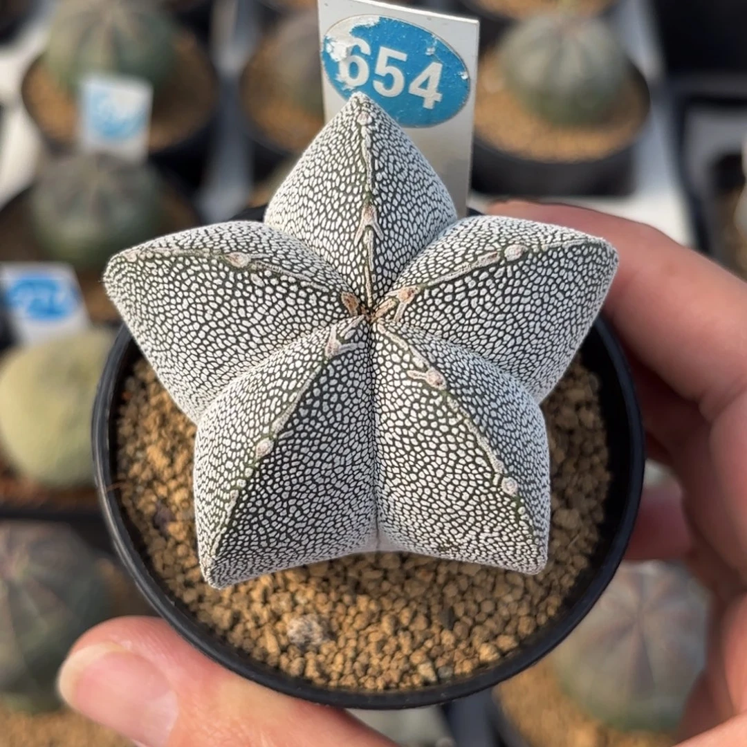 654实生恩冢鸾凤玉带盆带土发货