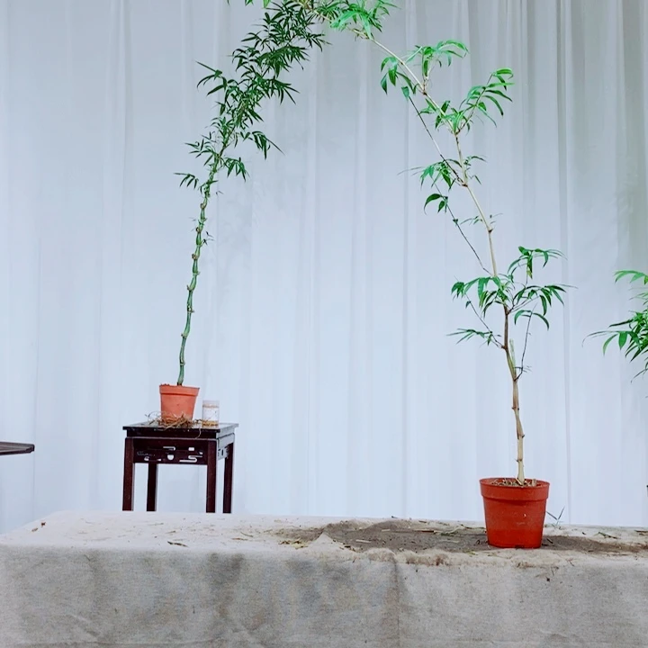 无花朵风****！1111111111111