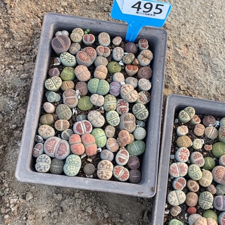 琳***姐生石花等植物的生长495