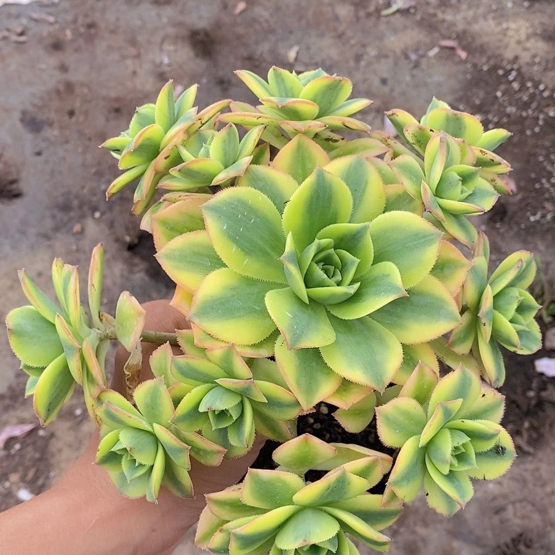 艳日辉精控老桩精品多肉手捧