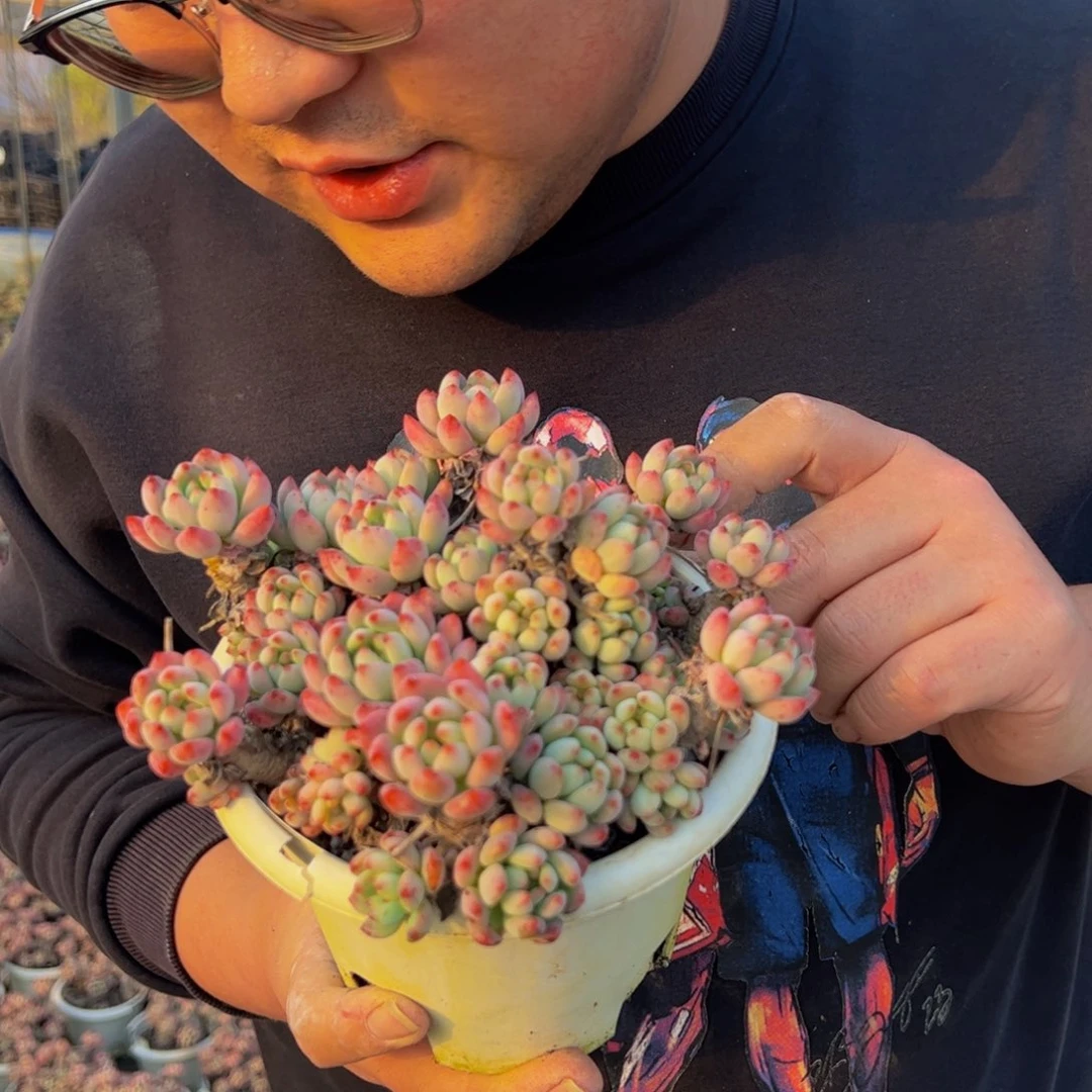 蓝苹果多头多肉植物