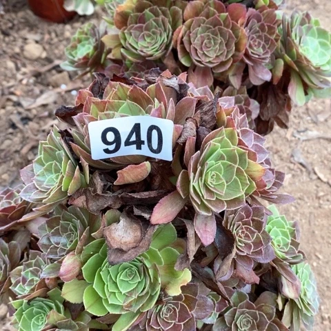 花月夜法师多肉植物940