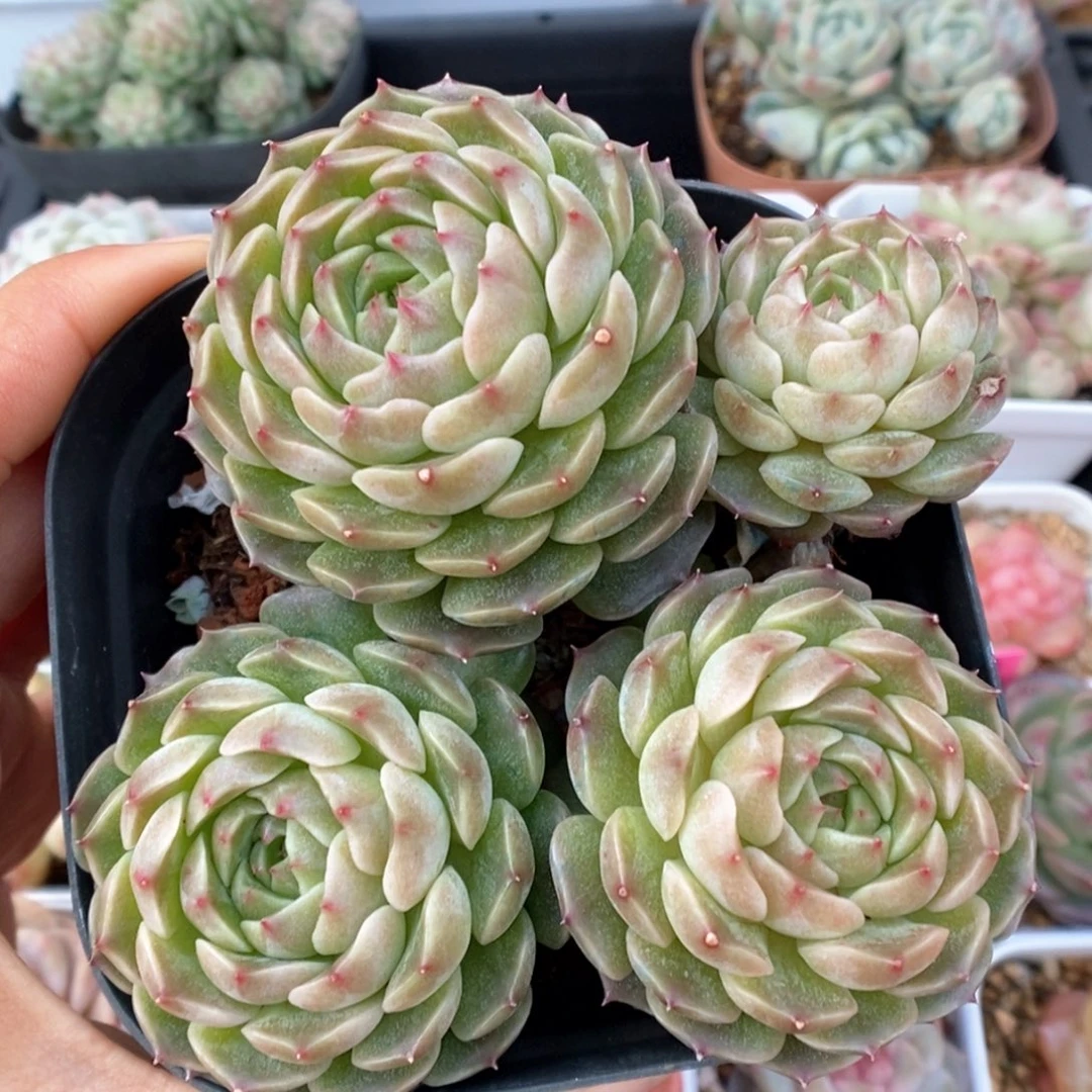 油透珍妮群生可拍426号。