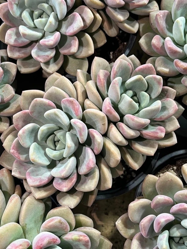 【任意两单包邮】花斑鹿双头起12厘米多肉植物，脱土发货