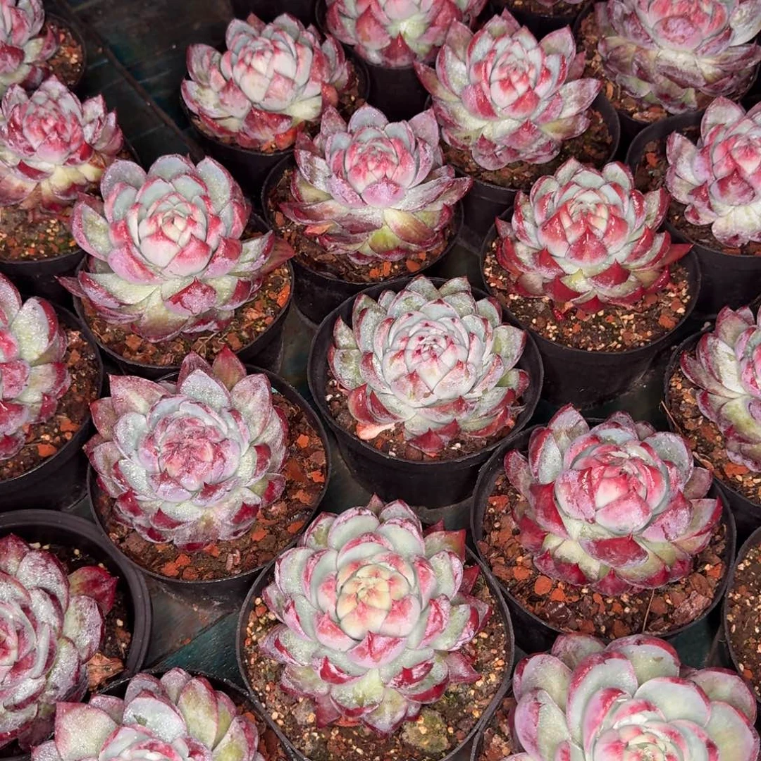 从前慢花园多肉编号1114-惊鸿仙子