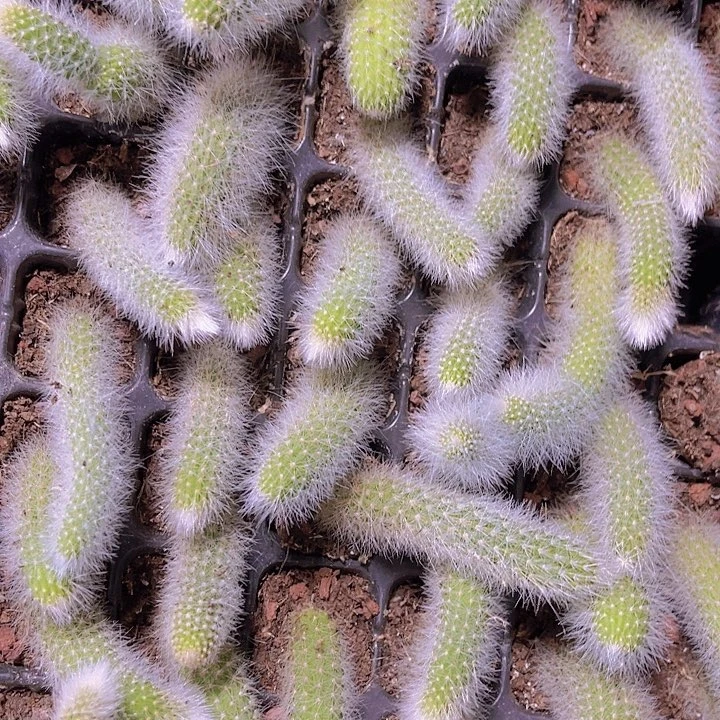 精品九尾狐多肉植物