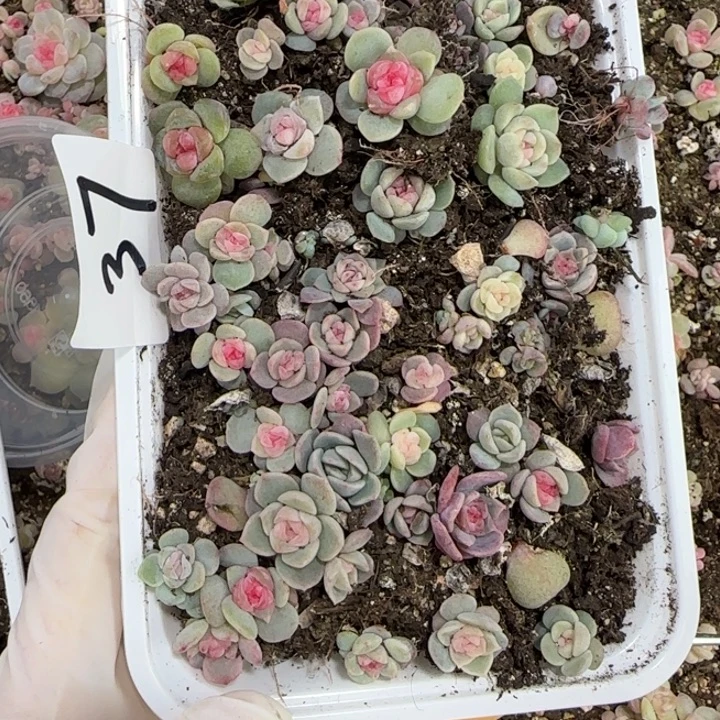 37hao'jue'jue'zi'duo'rou