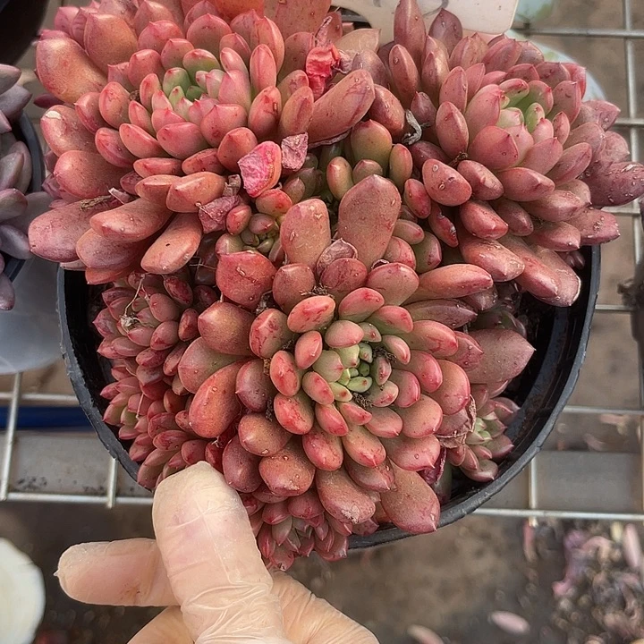 两单包邮，一物一拍，散33