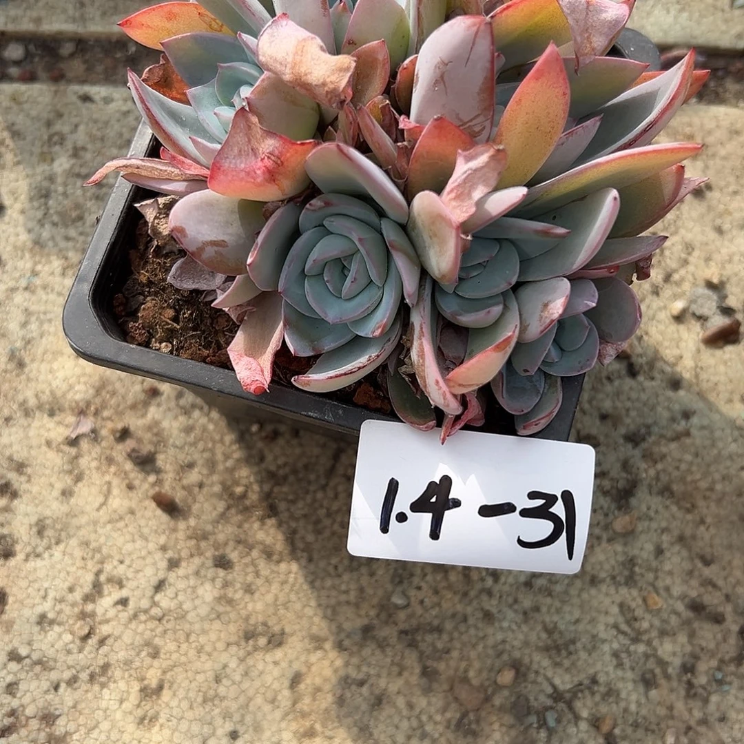 罗***周1.4-31布鲁兰多肉植物