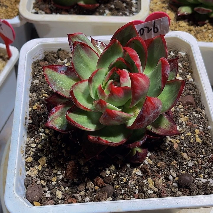 惊鸿仙子多肉植物26