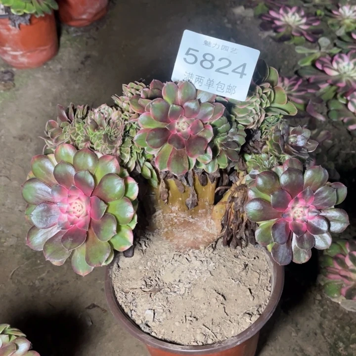 5824荔枝的的的多肉