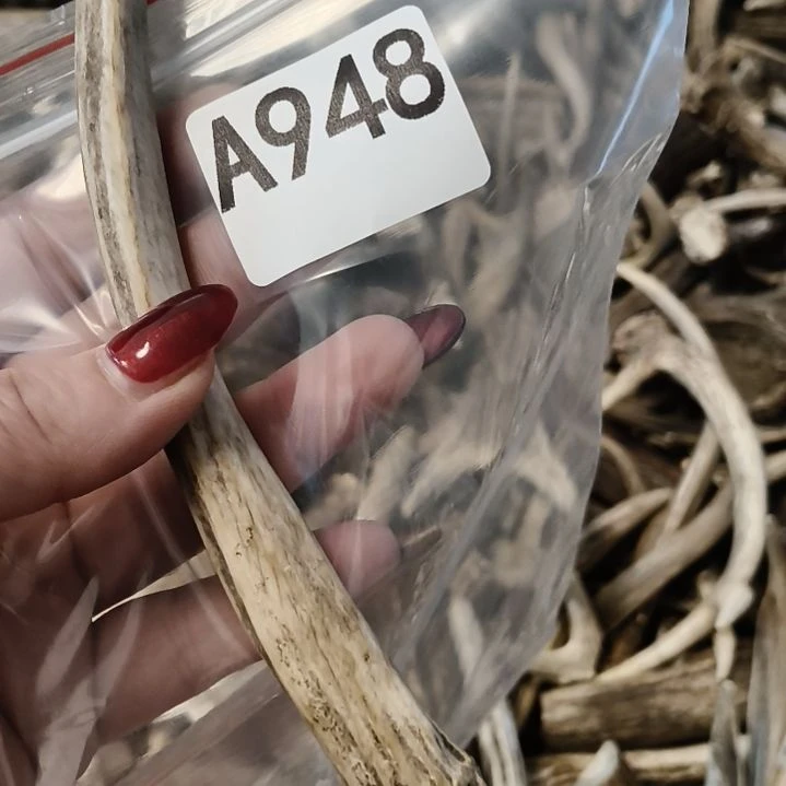 孟***哥鹿角鹿角鹿角鹿角鹿角