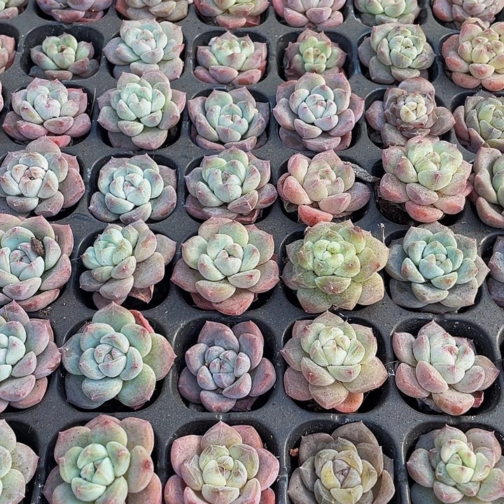 小明月1元带土发货