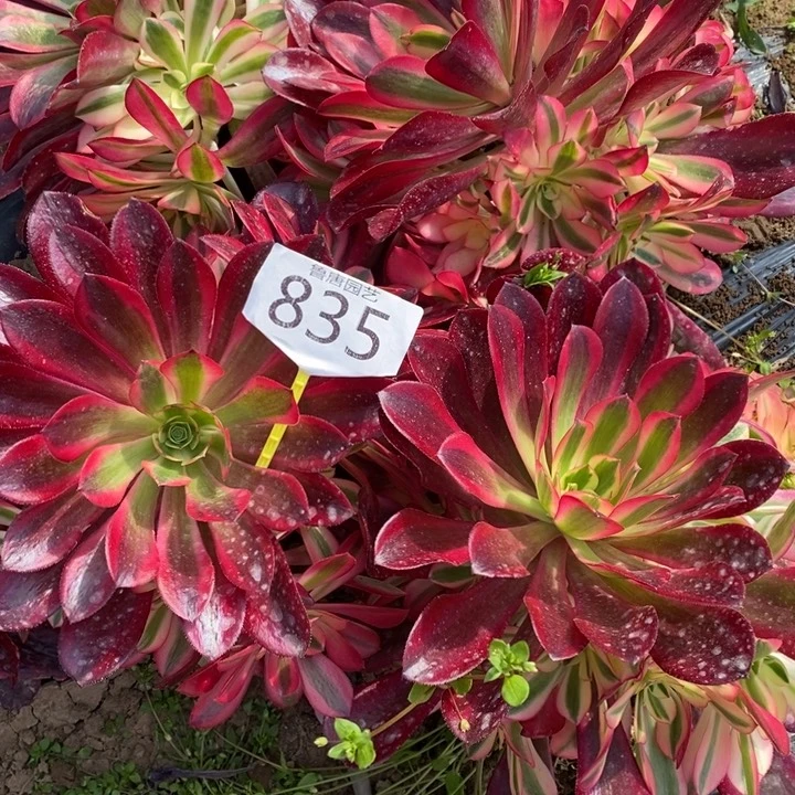 雨***。1223123美杜莎835号