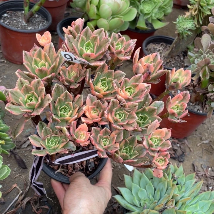 948甜茶微瑕法师多肉