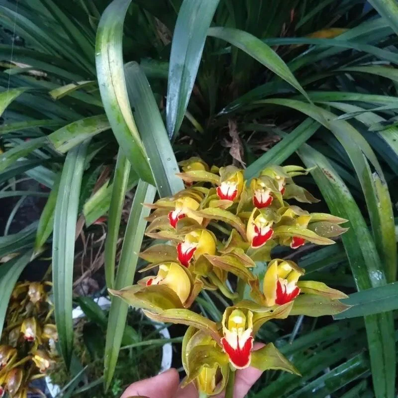 （红嘴鸥）云南高山兰花原生种虎头兰盆栽浓香易养活植物花卉