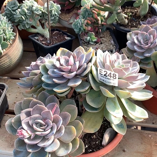 紫凤大群248 亏本处理退款拉黑需延迟发货