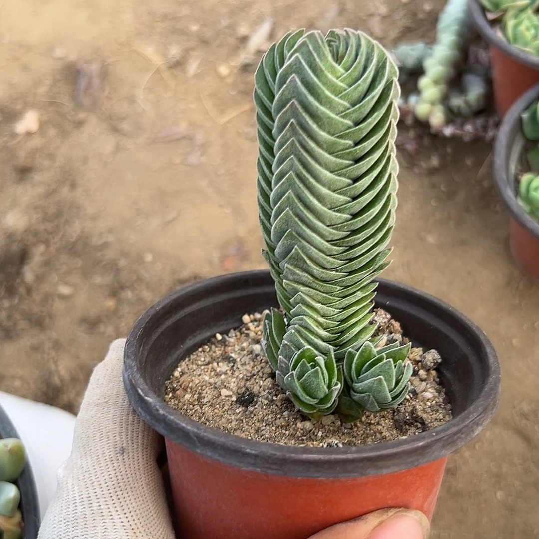 方塔夫呃呃呃呃呃呃呃呃