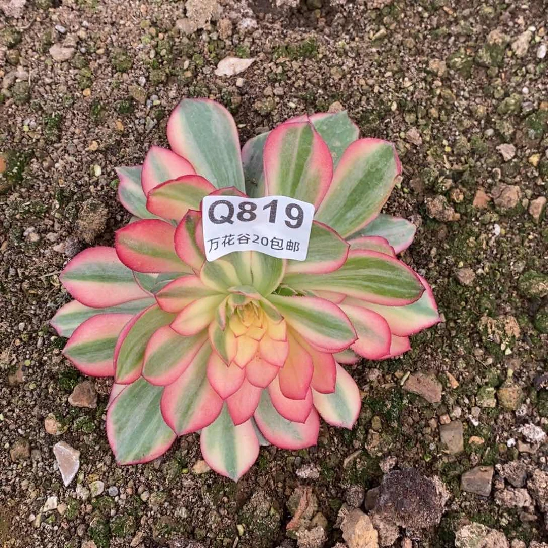 红***a819黑魔锦多肉植物