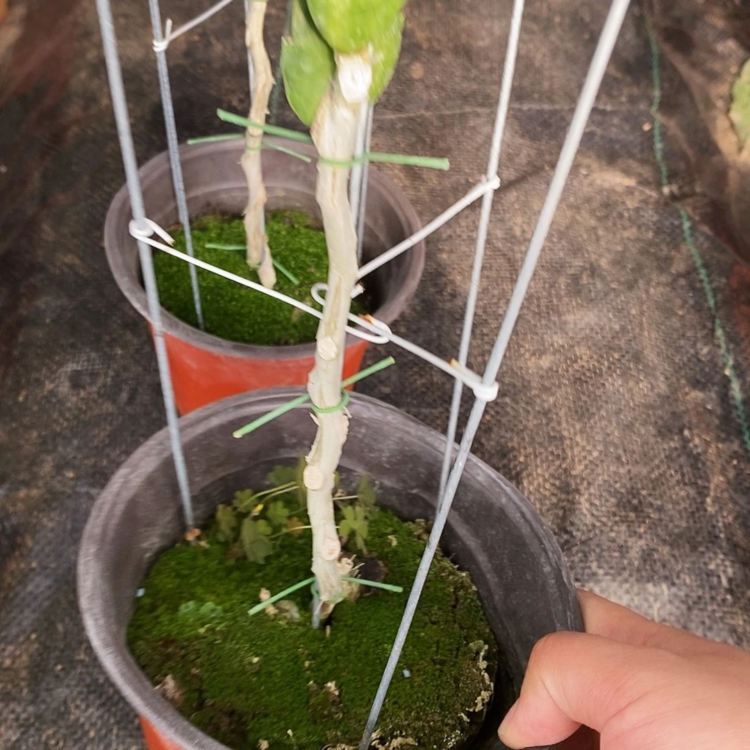 鱼****完全开放福利款单层