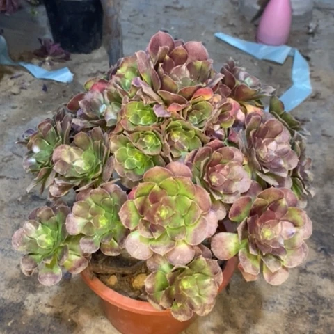 荷兰玫瑰多肉植物025