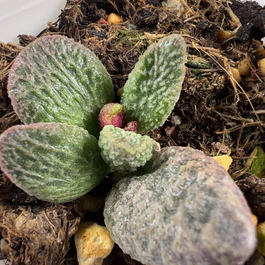 w流淌纹实生新品多肉植物