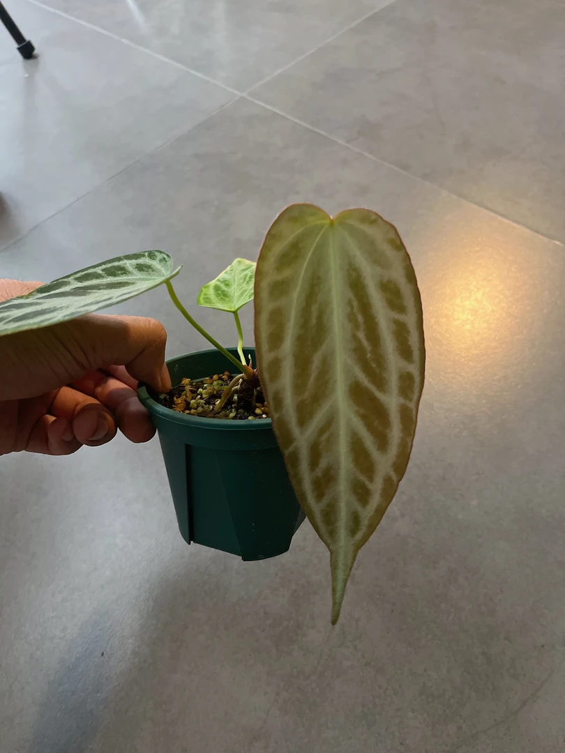 【银色腮红 x 银虎 】天南星科  热带植物