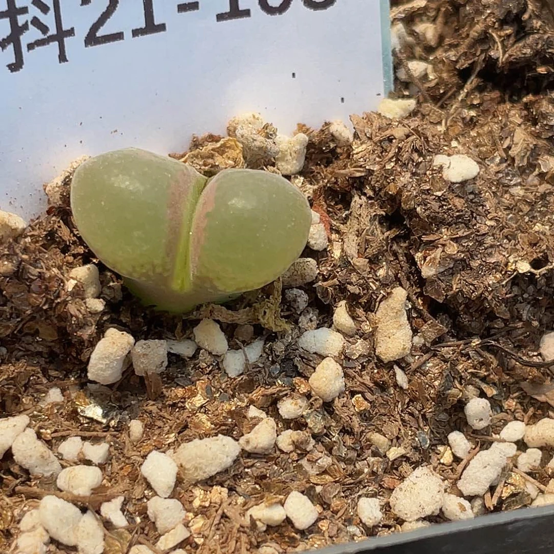 逗***逗21-105肉锥多肉植物