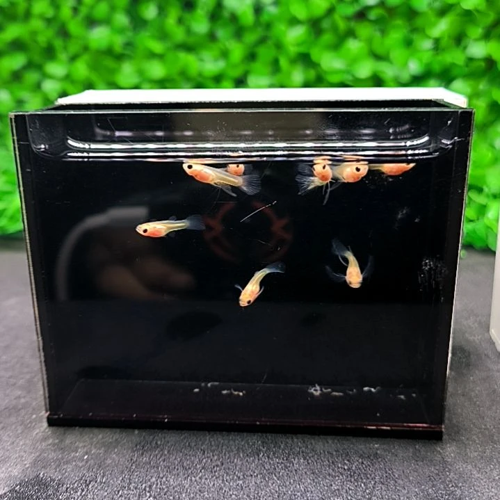 孔雀鱼幻彩大c苗子8条含两条被损。