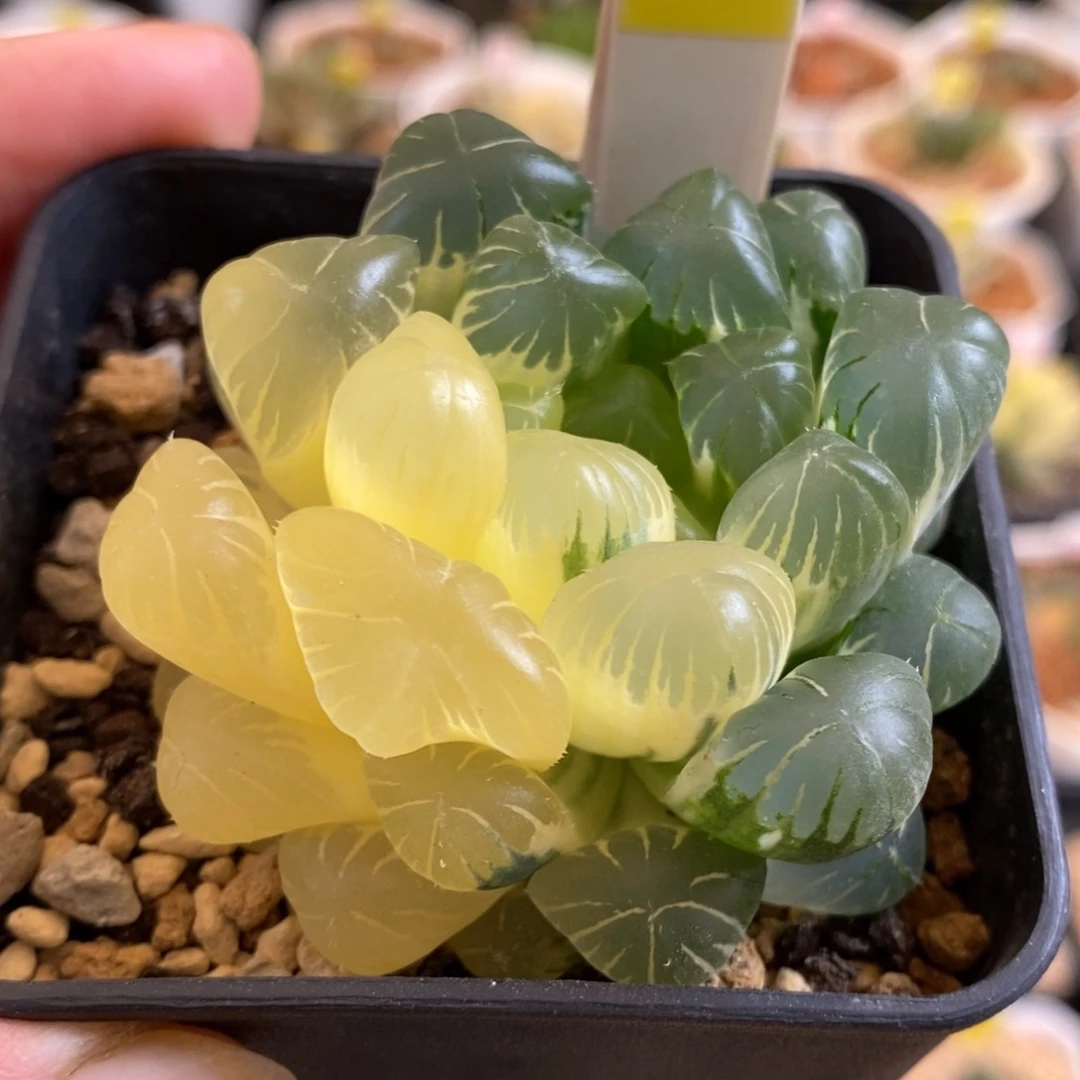 168号实生玉露锦带盆