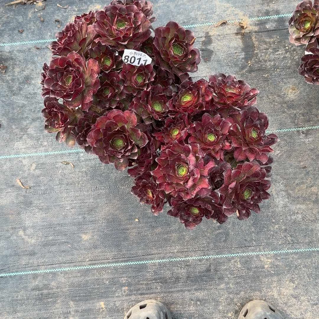 妮*姐魅金玫瑰多肉植物8011