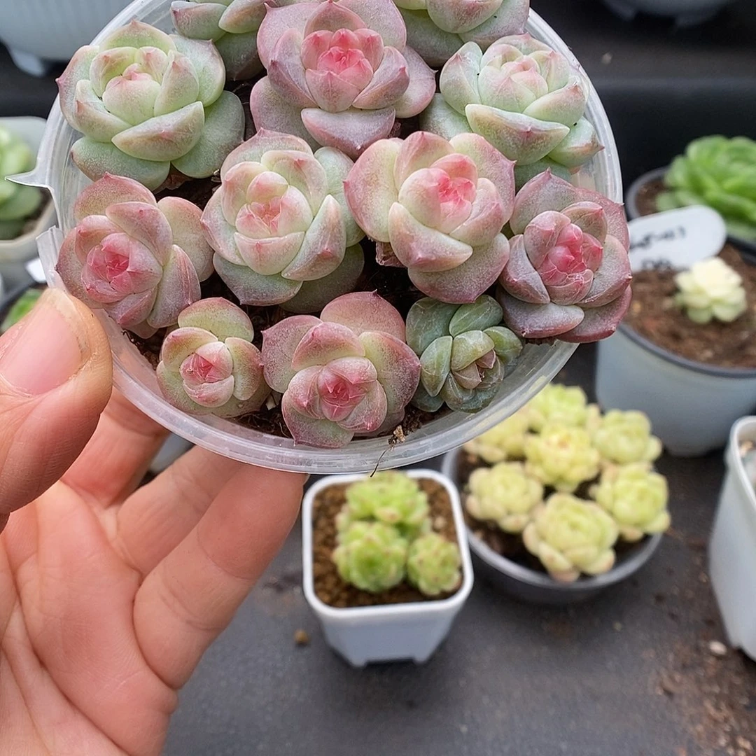 一物一拍一物一拍1021-361