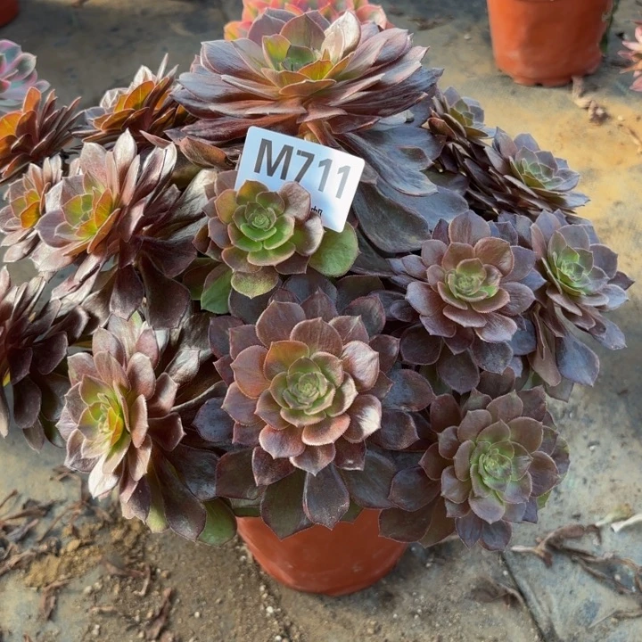 瑞妈，。。。。？？。。711灰姑娘，