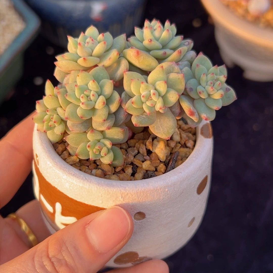 新年快乐 新年快乐