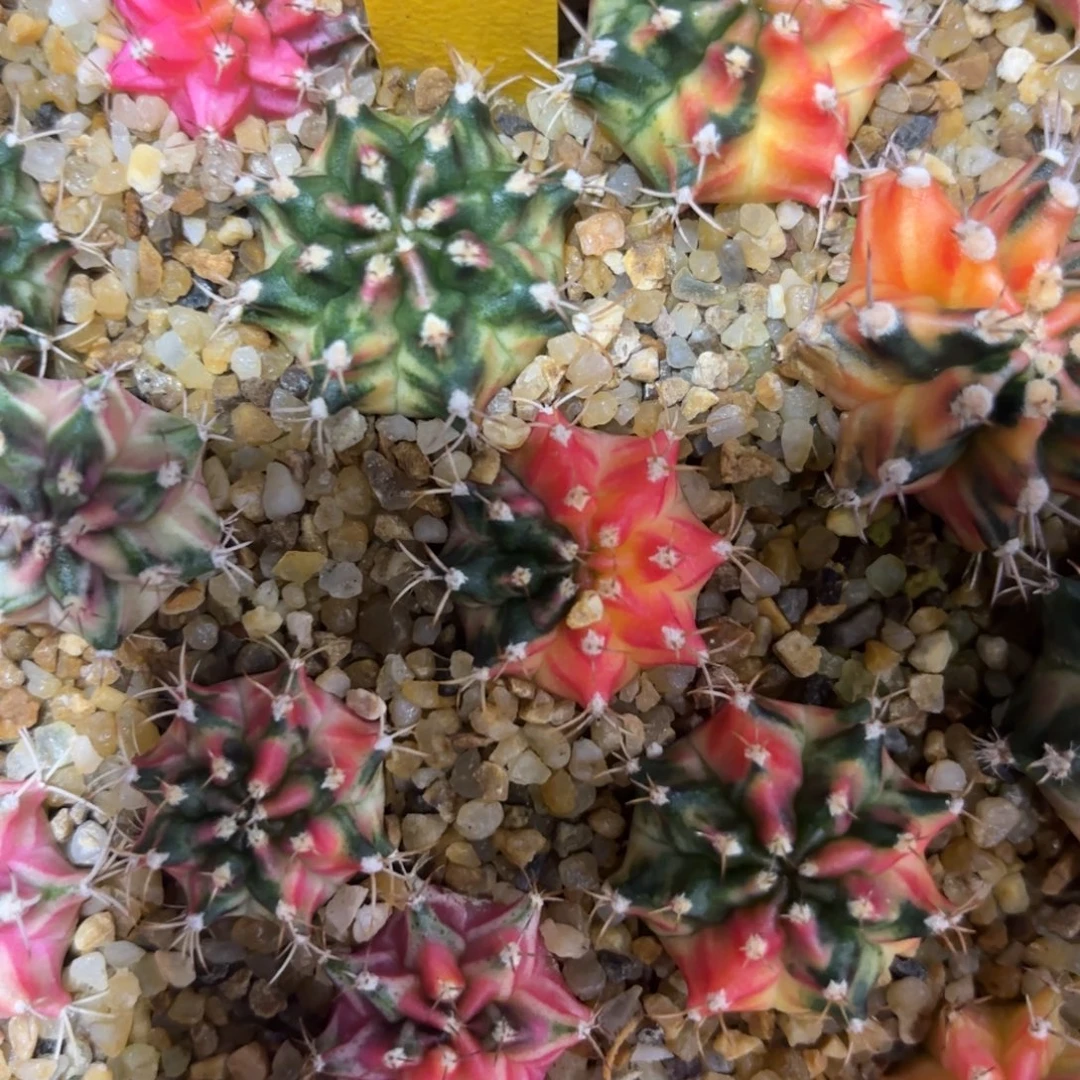 大***子133-1228泰国发货多肉