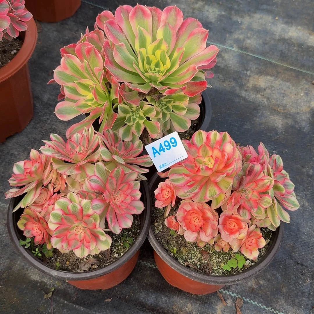 499套餐3颗冠服14.6左右小颗的