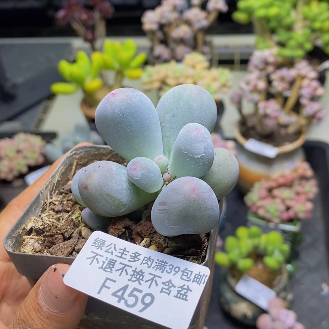 459米可奶多肉5c m