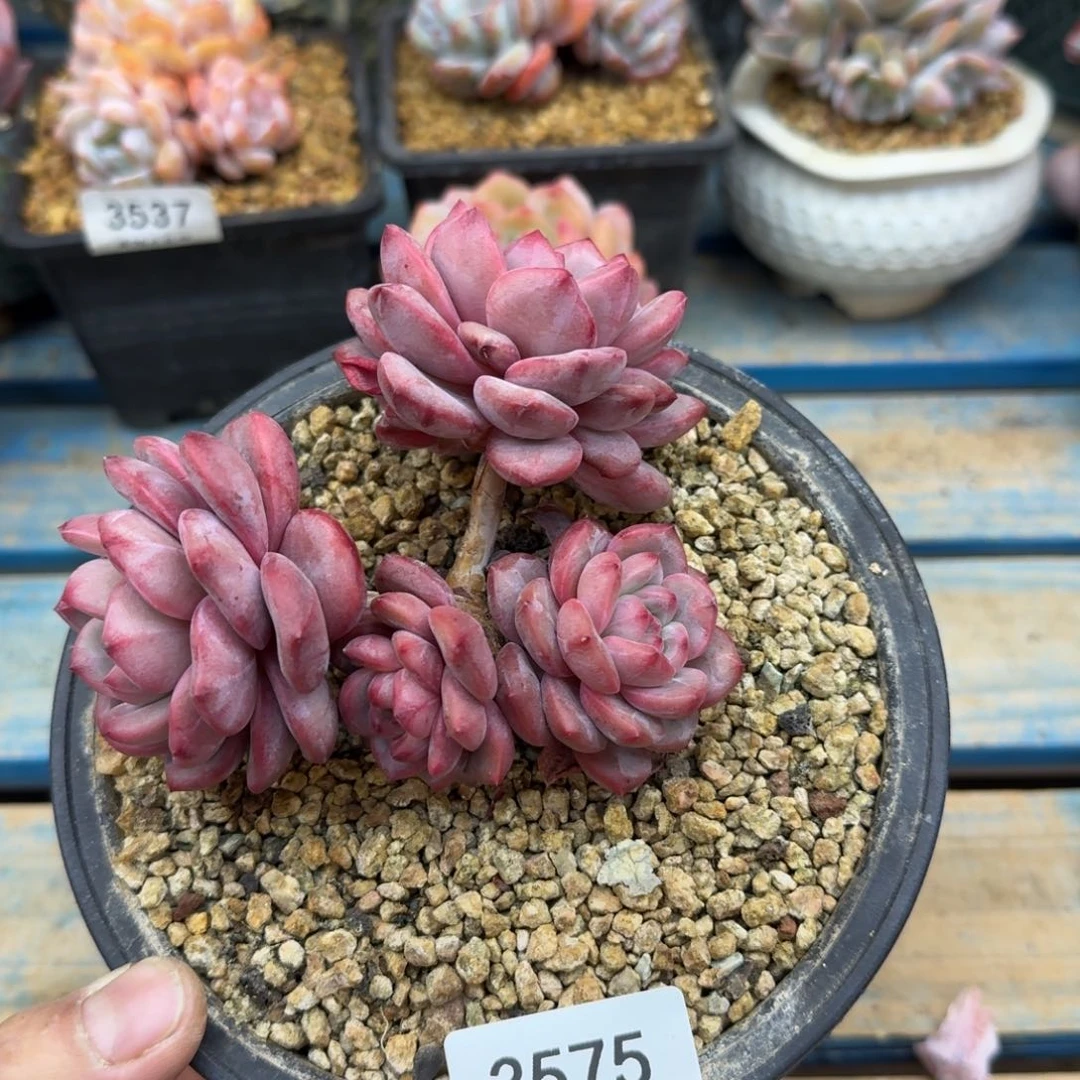 娜***53575凌雪群有砍11.5cm