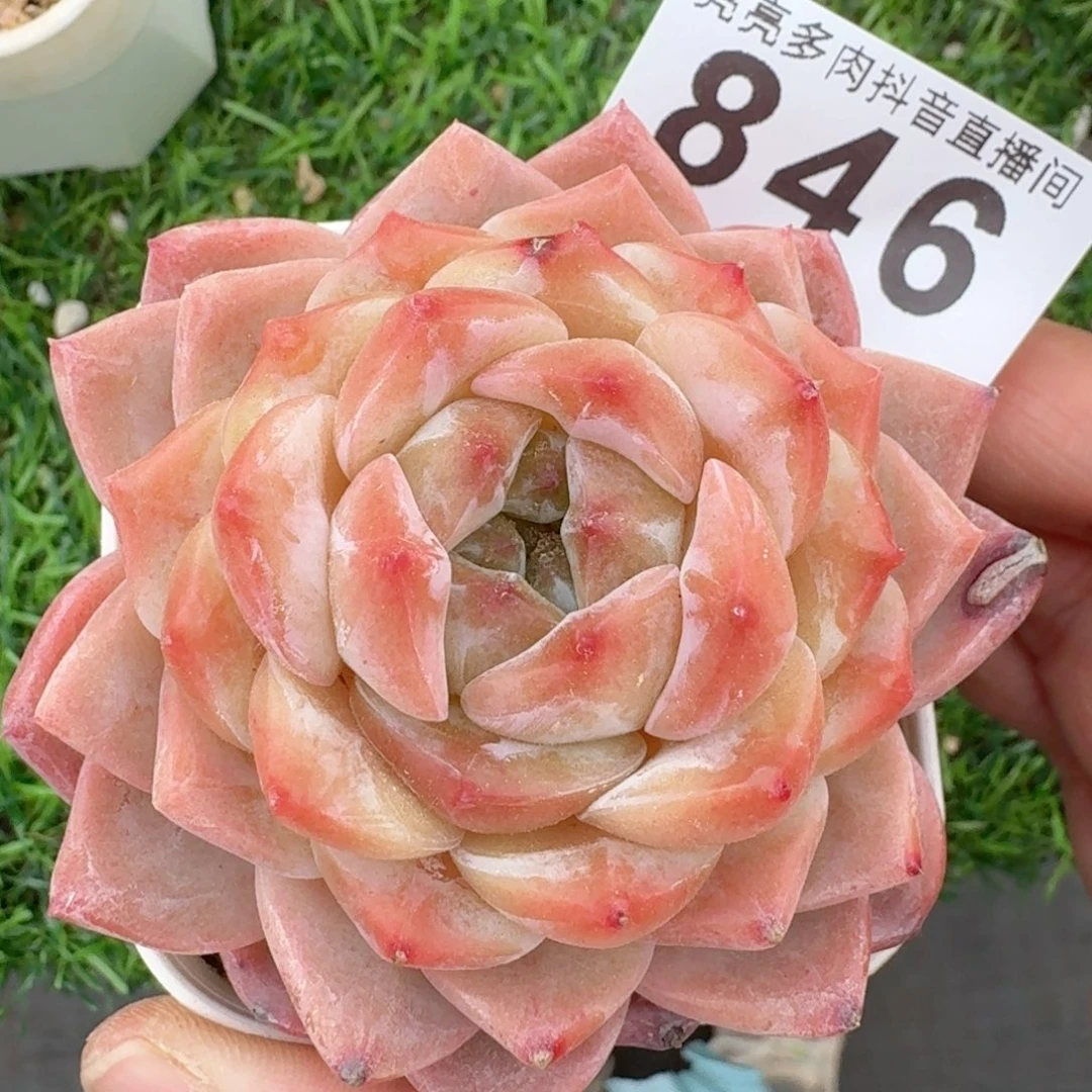 冰魄         多肉植物