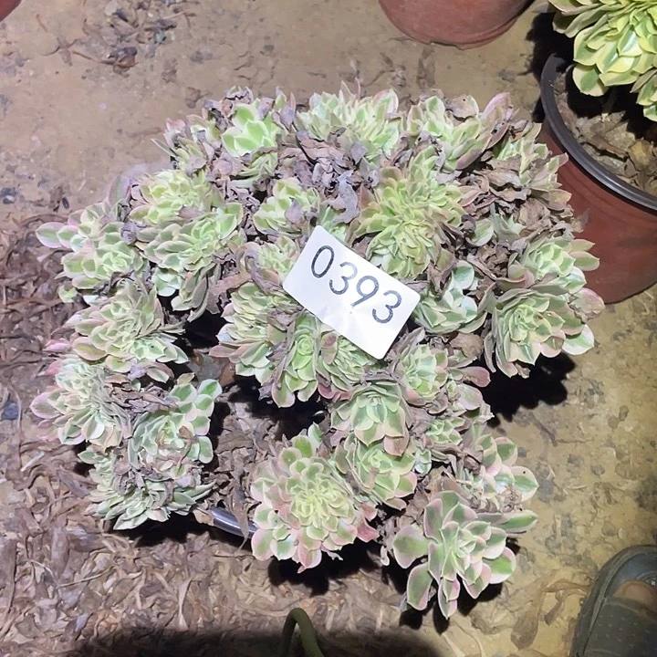 多肉植物法师不包断枝393女巫缀