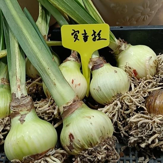 无花朵安吉拉5+发三个