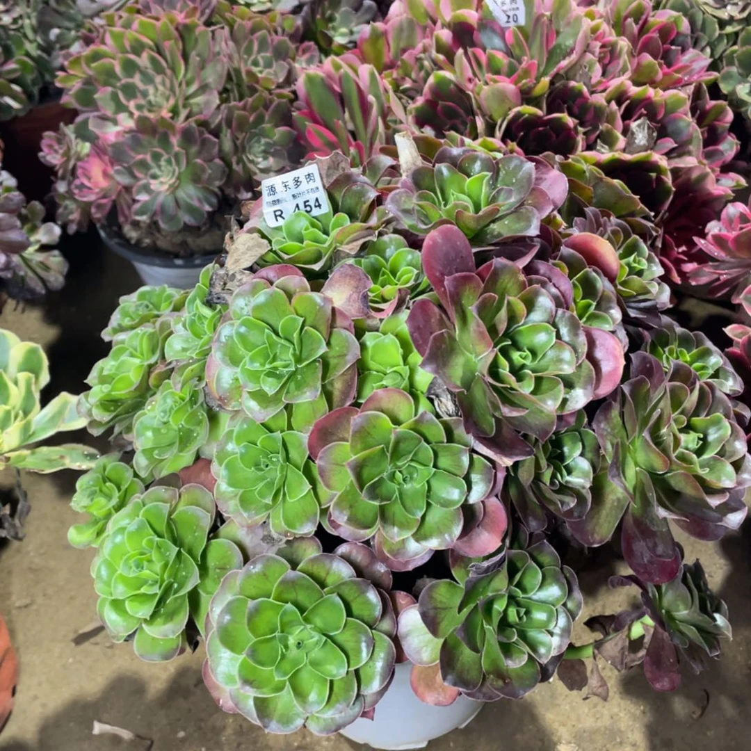 454魅金玫瑰多肉法师断枝不包