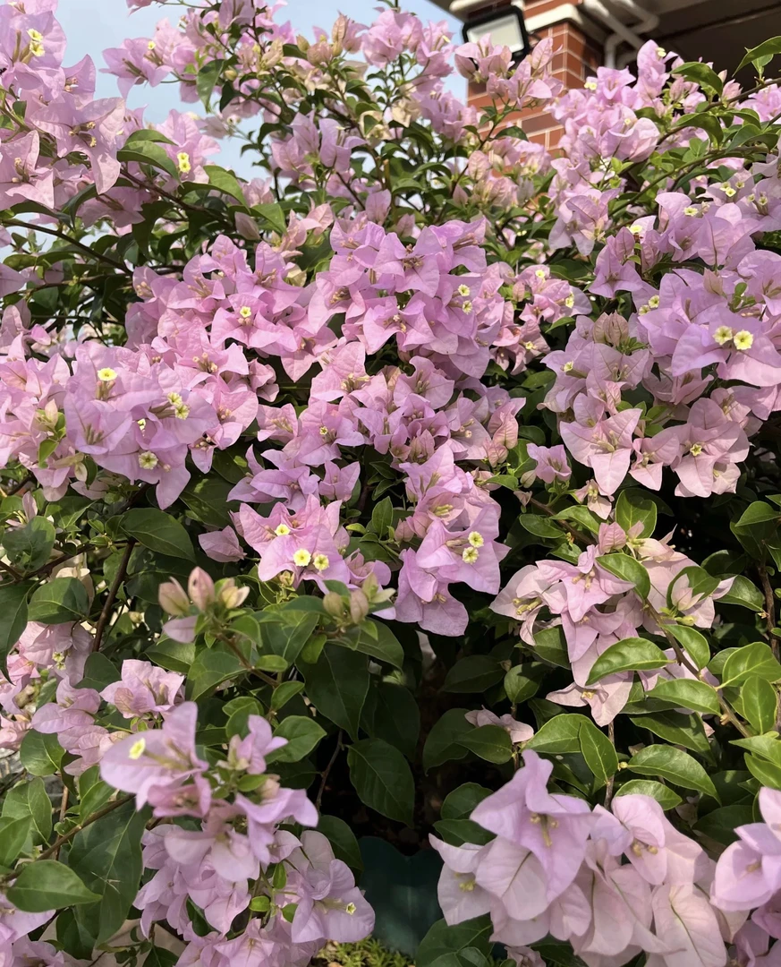 （苹果花）四季勤花爬藤庭院三角梅