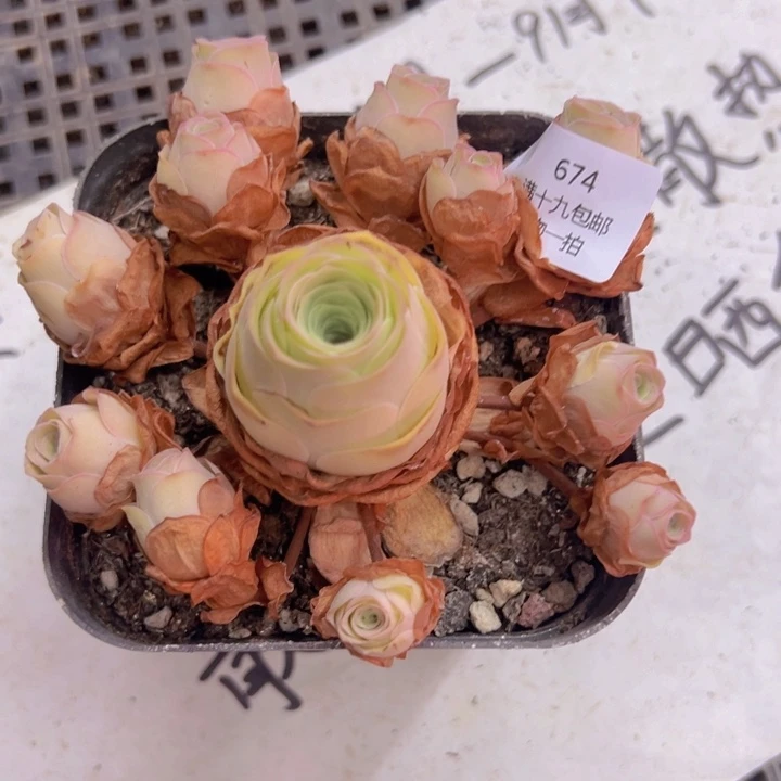 674 裸根不带土，发货不包损