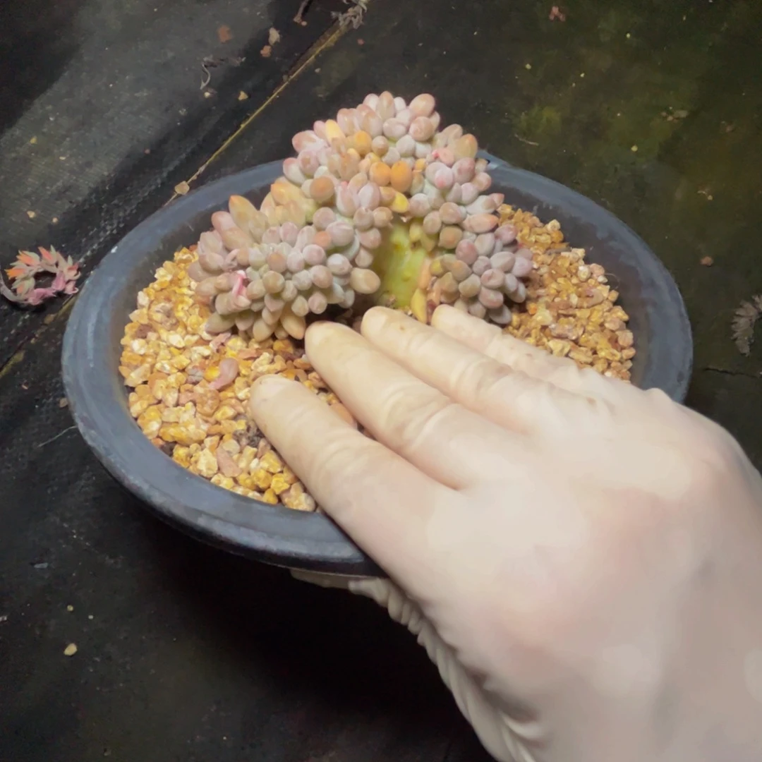 泡***芙l106汤圆缀化呀呀呀