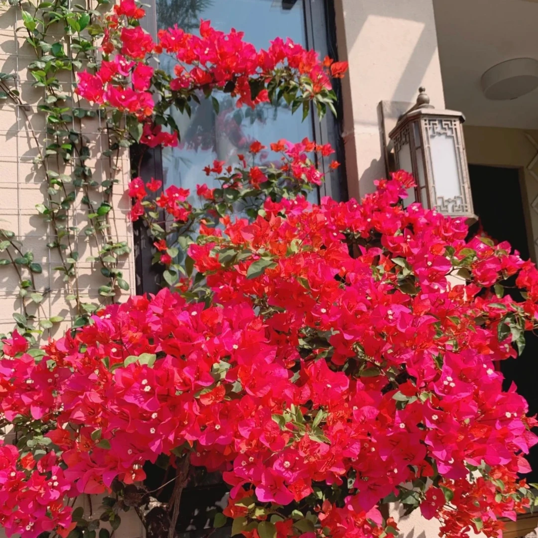 【四季同安红】三角梅花卉四季可爬藤可垂丝勤花不带花