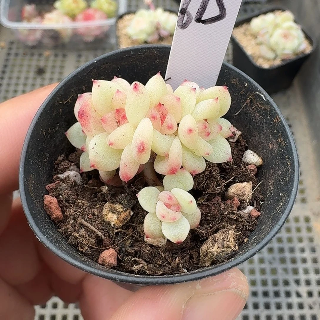 615号甜心224六头多肉植物