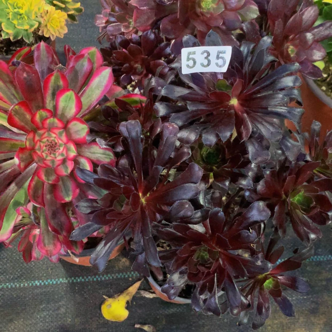 【闪购商品】小*迷535魔法红彤婚纱多肉