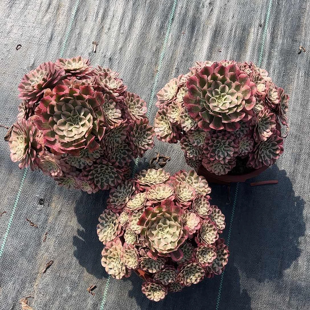 鑫***妈8585分铜哥哥哈哈