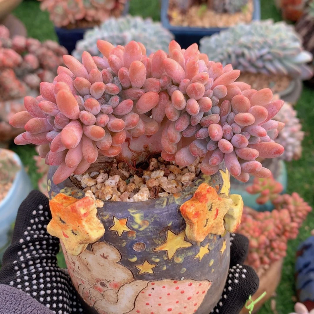 灯美人10 公分一物一拍